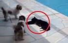 Twee honden vallen een kat lastig... Kort later is zijn wraak des DUIVELS!