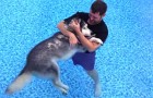 Hij dompelt zijn oude hond in het zwembad: binnen korte tijd gebeurt het onmogelijke!