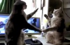 He starts filming his cats: what happens next will make you die laughing !!