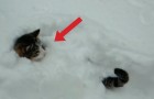 2 Katzen spielen im Schnee, aber eine der beiden macht etwas total WITZIGES