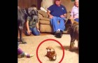 3 cani stanno giocando in salotto: la reazione del gigante fa ridere tutta la famiglia