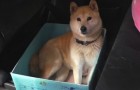 Questo cane ama viaggiare in una scatola: il padrone gli prepara uno scherzo GENIALE