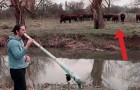 Een jongen bespeelt een instrument: de reactie van de koeien is spectaculair!