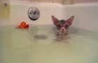 Hij doet zijn kat voor het eerst in bad: zijn reactie is onverwachts