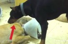 This dog tries his best to stay awake, but what happens shortly after is ... INEVITABLE!
