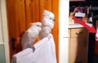He started playing an Elvis song: the reaction of the parrots is amazing!