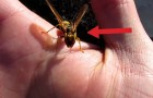 At first glance it looks like a wasp, but wait a few seconds and you will be stunned !