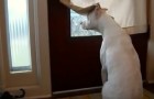 Een hond wacht voor de deur: wat er daarna gebeurt zal een glimlach op je gezicht toveren!