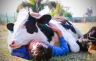 He's rescued from a dairy farm immediately after birth: his behavior now, will leave you stunned!