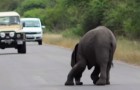 Als dit olifantje midden op de weg flauwvalt, laat haar familie haar niet in de steek!