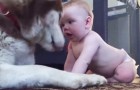 El neonato se le avecina y lo bromea: la reaccion del perro los hara sonreir aun mas