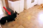 De sätter en mjukis tiger i köket... När hunden får syn på den... jätterolig reaktion!