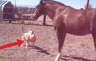Hond versus paard: de strijd om de pylon!