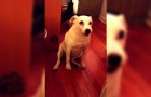 She tells her dog off for making a mess ... what happens next, will make you laugh!