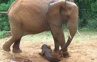 Nach Jahren kehrt ein Elefant in das Zentrum zurück, in dem er aufgewachsen ist: Der Grund ist unglaublich