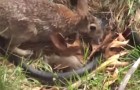 Una serpiente captura un pequeño conejo, pero cuando llega la madre las cosas cambian!