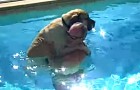 Un gigante es llevado a la piscina: su primer dia de nado les regalara una sonrisa