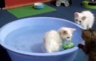 Ces chats ont une PASSION inattendue : saviez-vous que les chats peuvent aussi aimer l'eau?!