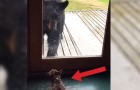 Ein Bär nähert sich der Tür, doch JEMAND hat die Absicht, ihm einen Schrecken einzujagen...