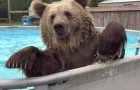Quand un ours découvre une piscine, la réaction ne peut qu'être HILARANTE