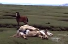 Hij ziet in de verte een paard in nood en red haar leven!