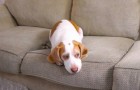 Ein Hund liegt gelangweilt auf dem Sofa, aber sein Besitzer macht ihm eine Überraschung... Wow!