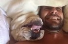 Cercano di svegliarlo, ma il bulldog non ne vuole sapere: la reazione è esilarante!