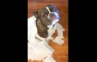 She asks her two dogs who made this mess, and one of them does this...