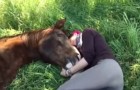 Ils s'allongent pour se reposer sur l'herbe... L'affection de son cheval est ADORABLE