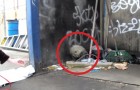 They find a blind dog who lives in the garbage, but what they're able to do is a miracle