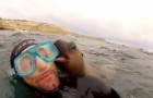 These divers receive a surprise visit from some baby seals: the video is ADORABLE