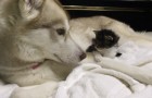 Una gattina orfana arriva in una nuova casa: ecco cosa avviene quando la presentano al cane