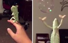 Ciò che fa questo camaleonte con le bolle di sapone è un vero spettacolo!