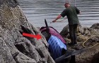 Een ORKA is vast komen te zitten tussen de rotsen...reddingswerkers zijn 8 UUR bezig om het dier te bevrijden... WOW!