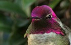 This hummingbird is beautiful, but wait untill it moves its head and you will not believe your eyes !
