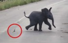 Ils voient un éléphanteau qui gesticule au milieu de la route : ce qu'il fait est hilarant!