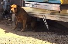 3 jaar lang zag hij deze hond aan de ketting liggen... tot hij besloot om het dier uit zijn benarde situatie te REDDEN!