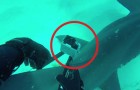 Riesce ad attaccare una videocamera allo squalo: le immagini che riprende sono un incanto