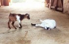 2 baby goats try to make friends with a cat: his reaction is just what you'd expect !!