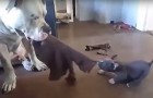 Here's the BEST tug of war over you've ever seen ... What a character!