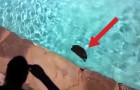 Uma pequena mancha preta na piscina... parece que alguém precisa de ajuda!
