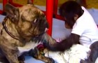 Deze baby orang-oetan is in de steek gelaten door zijn familie: kijk wat er gebeurt als hij kennis maakt met de hond...