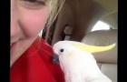 När ni tittar på hur denna papegoja leker kommer ni inte kunna motstå att skratta!