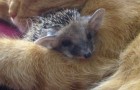 They bring home four small orphan hedgehogs, but they don't know that someone is going to adopt them