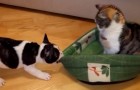 This is what happens when a cat decides to steal a dog's bed !