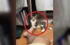 Ce chat joue et s'amuse jusqu'à ce qu'il morde le pied de son maître : sa réaction est trop drôle!