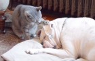 Der Hund schläft tief: Was die Katze macht, wird euch glücklich machen 