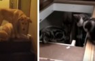 La differenza tra cane e gatto è riassunta in questo video... Da piegarsi dalle risate!