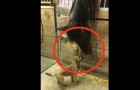 Det som denna häst och hans vän gör kommer att få er att le... Wow!