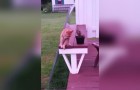 She starts filming her cat in the garden: what he does after 10 seconds it is beyond belief !